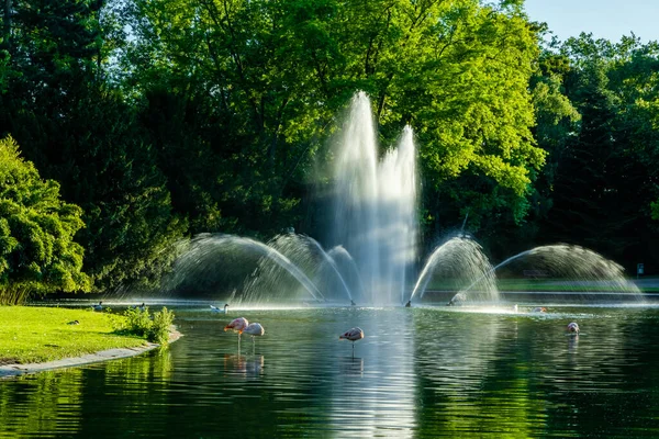 beautiful fountain in lake in the local park in summer