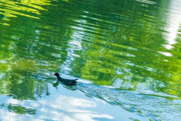 Pássaro Coot Americano Com Bebê Bonito Lago Água Verde — Fotografia de Stock