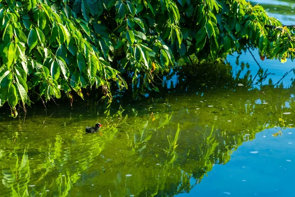 stock image american coot bird with cute baby in green water lake