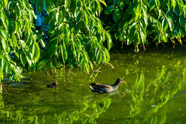 Americana Coot Pájaro Con Lindo Bebé Verde Agua Lago — Foto de Stock