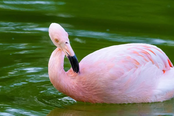 Söt Rosa Flamingo Vattnet Parken — Stockfoto