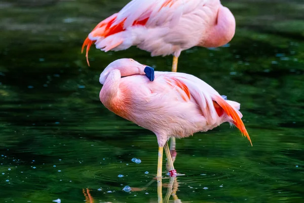 公園で水にかわいいピンクフラミンゴ — ストック写真