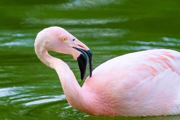 stock image cute pink flamingo in water at park