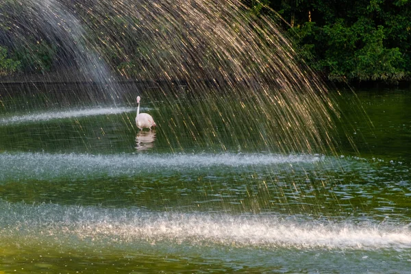 Parktaki suda tatlı pembe flamingo.