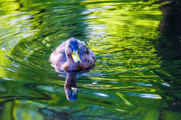 在小湖中游泳的野鸭 — 图库照片