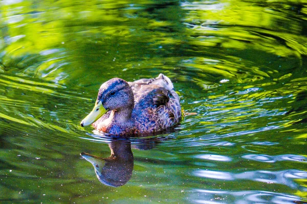 Pato Salvaje Nadando Agua Lago Pequeño — Foto de Stock