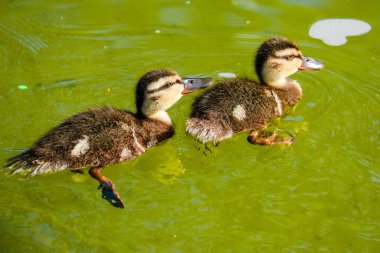 Küçük gölde yüzen vahşi ördek