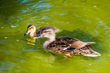 Küçük gölde yüzen vahşi ördek