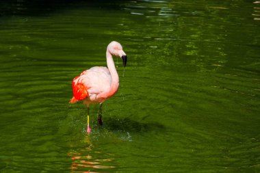 Parkta suda poz veren sevimli pembe flamingo.