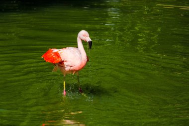 Parkta suda poz veren sevimli pembe flamingo.