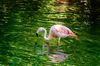 Parkta suda poz veren sevimli pembe flamingo.