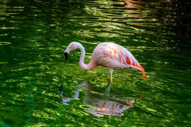 Parkta suda poz veren sevimli pembe flamingo.