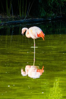 Parkta suda poz veren sevimli pembe flamingo.
