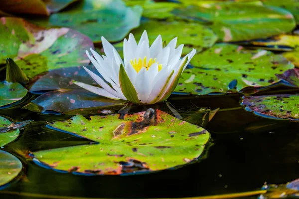 Квітуча Водяна Лілія Лотос Зеленим Листям Ставку Місцевому Парку — стокове фото