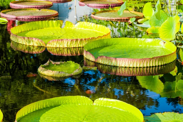 Blomma Näckros Lotus Med Gröna Blad Dammen Den Lokala Parken — Stockfoto