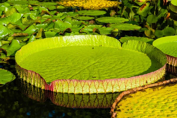 Lírio Água Flor Lótus Com Folhas Verdes Lagoa Parque Local — Fotografia de Stock