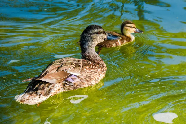 Canard Sauvage Nageant Dans Eau Dans Petit Lac — Photo