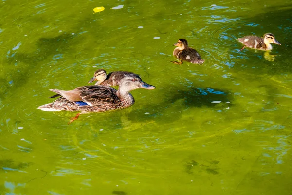 Canard Sauvage Nageant Dans Eau Dans Petit Lac — Photo