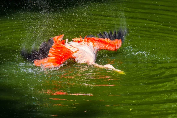 公园里 可爱的粉红火烈鸟在水里摆姿势 — 图库照片