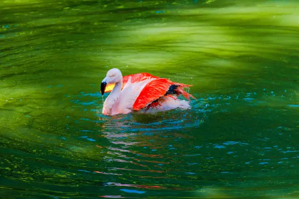 Lindo Flamenco Rosa Posando Agua Parque —  Fotos de Stock