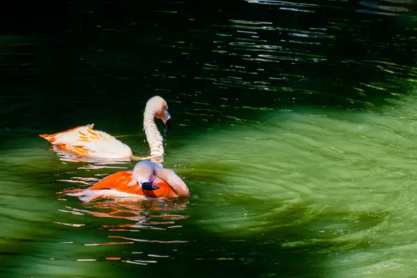 Söt Rosa Flamingo Poserar Vatten Parken — Stockfoto