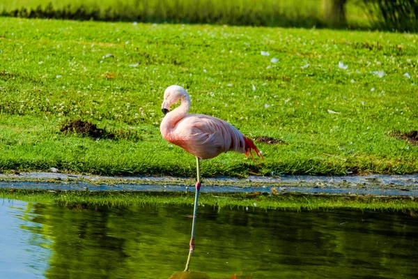 Χαριτωμένο Ροζ Φλαμίνγκο Ποζάρουν Στο Νερό Στο Πάρκο — Φωτογραφία Αρχείου