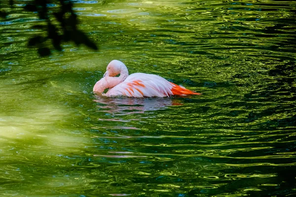 Bonito Flamingo Rosa Posando Água Parque — Fotografia de Stock