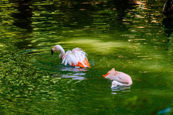 Schattig Roze Flamingo Poseren Water Park — Stockfoto