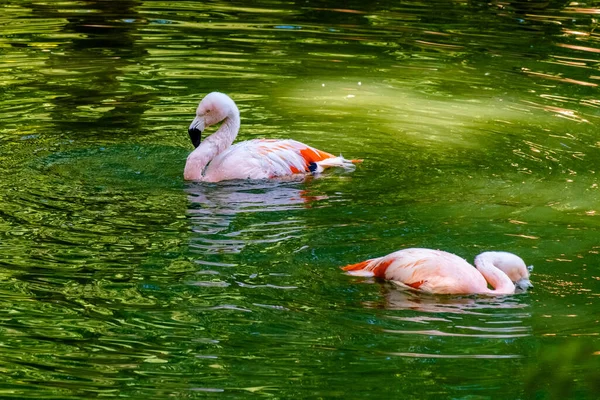Parkta Suda Poz Veren Sevimli Pembe Flamingo — Stok fotoğraf