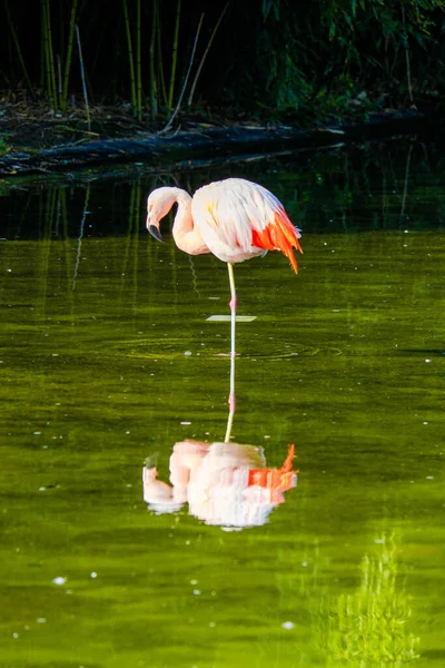 Симпатичный Розовый Фламинго Позирует Воде Парке — стоковое фото