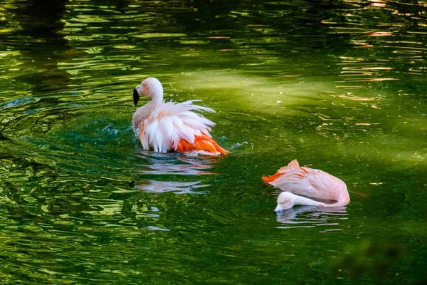 Schattig Roze Flamingo Poseren Water Park — Stockfoto