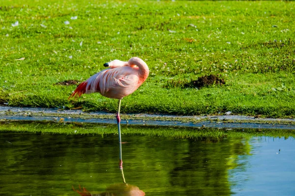 Netter Rosa Flamingo Posiert Wasser Park — Stockfoto