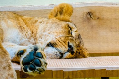 Dişi aslan yerel hayvanat bahçesinde bankta uyuyor.