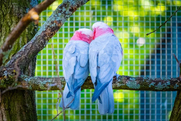 Färgglada Papegoja Macaw Lokala Zoo Exotiska Fåglar — Stockfoto