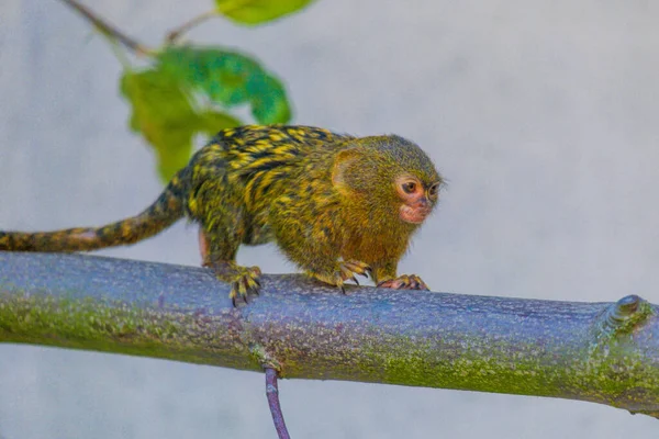 Detalhe Do Macaco-sagui Na árvore. Foco Seletivo Imagem de Stock - Imagem  de primata, animal: 202424853