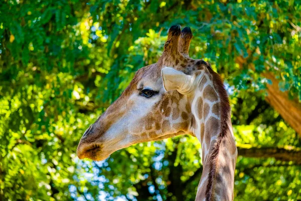 Giraffe Hoofd Shot Zoo Animals Safari Long Nek — Stockfoto