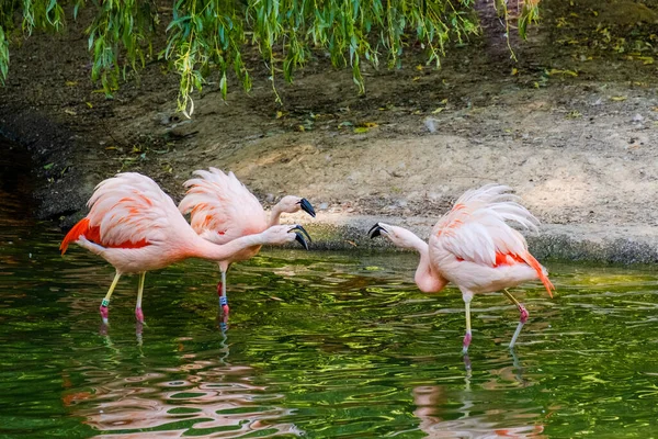 かわいいピンクフラミンゴが公園で水にポーズをとって — ストック写真