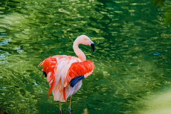 Симпатичные Розовые Фламинго Позируют Воде Парке — стоковое фото