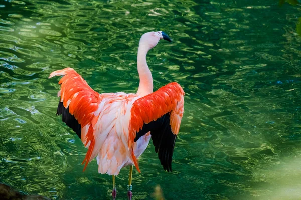 Schattig Roze Flamingo Poseren Het Water Het Park — Stockfoto