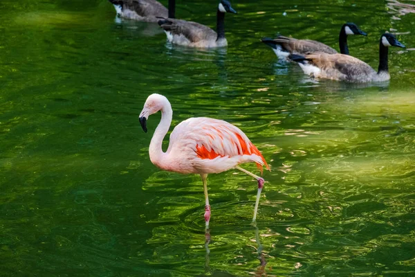 かわいいピンクフラミンゴが公園で水にポーズをとって — ストック写真