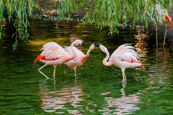 Милий Рожевий Фламінго Позує Воді Парку — стокове фото