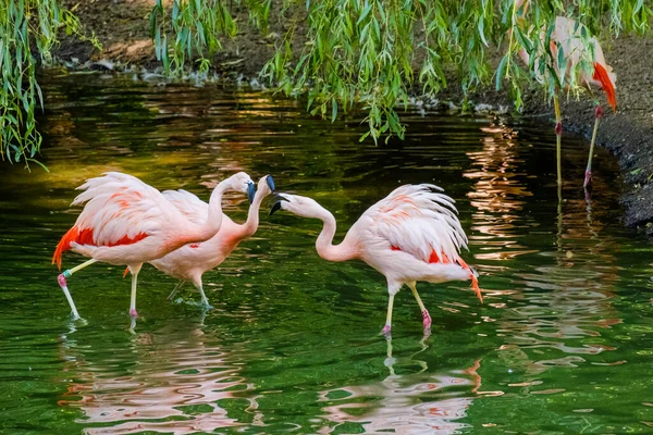 Roztomilí Růžoví Plameňáci Pózující Vodě Parku — Stock fotografie