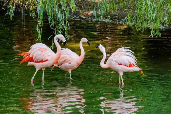 Roztomilí Růžoví Plameňáci Pózující Vodě Parku — Stock fotografie