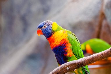 Yerel hayvanat bahçesinde renkli papağan papağanı. egzotik kuşlar.