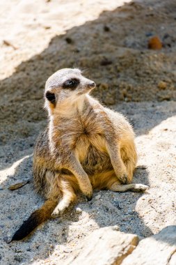 Yerel hayvanat bahçesinde firavun faresi. Fotoğraf için poz vermek..