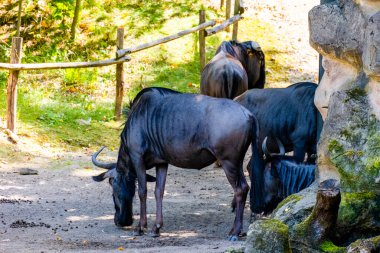 Hayvanat bahçesindeki bufalolar. bir grup hayvan.