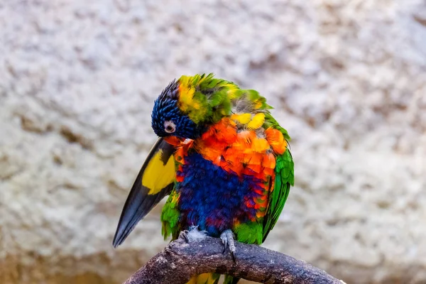 当地动物园里色彩斑斓的鹦鹉 异国鸟 — 图库照片