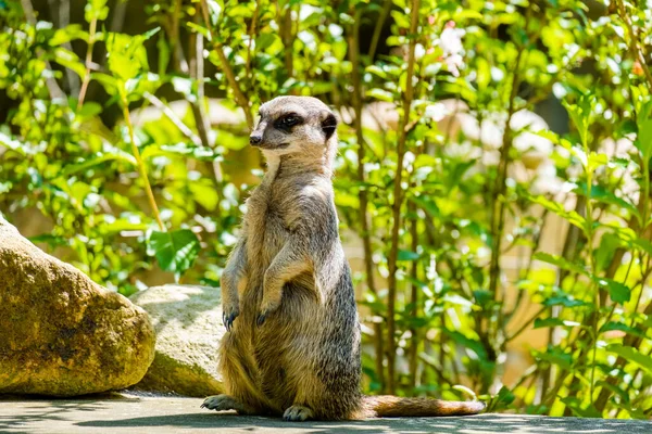 Mungo Örtlichen Zoo Posiert Für Photo Playing Auf Dem Boden — Stockfoto