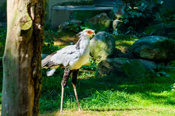 秘書鳥のクローズアップヘッドショット 地元の動物園の鳥 — ストック写真