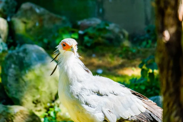 Sekreter Kuş Kafaya Yakın Çekim Yerel Hayvanat Bahçesinde Kuşlar — Stok fotoğraf